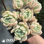 Echeveria Berry Clustering
