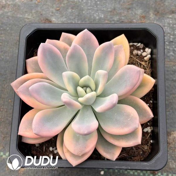 Graptoveria Opalina Variegated - Image 1