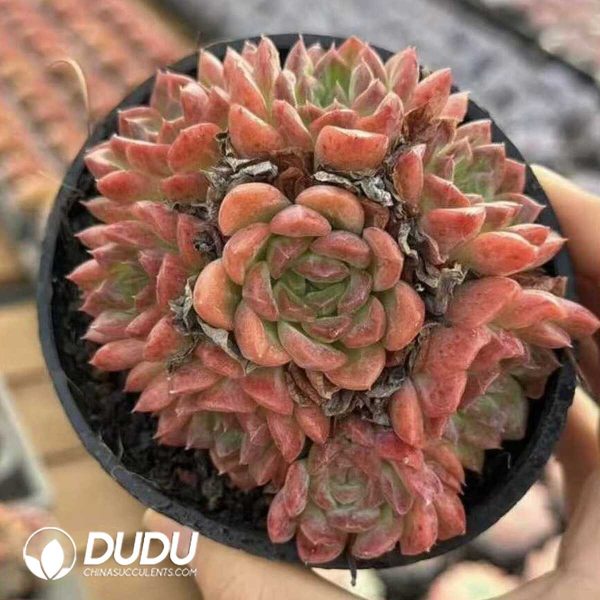 e201-601.jpg Echeveria Suiyuxuan Clustering - Image 1