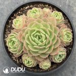 Echeveria Peach Pride Clustering