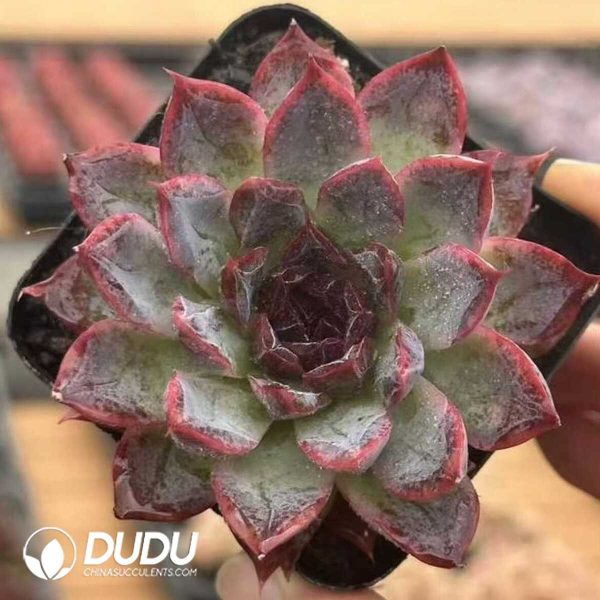 Echeveria Xuannian - Image 1