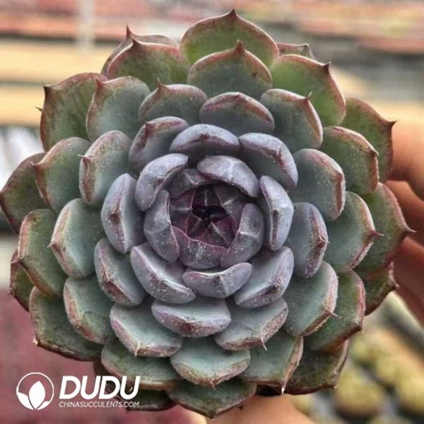 Echeveria Blueenchantress - Image 1