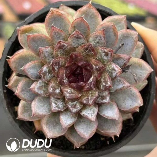 e201-607.jpg Echeveria Mocai - Image 1