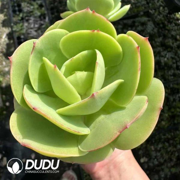 Echeveria Peach Pride - Image 1