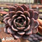 Echeveria Fairy in Purple