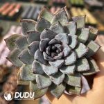 Echeveria Kate Middleton