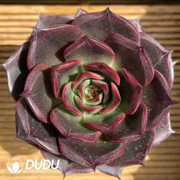 Echeveria Xuanye - Image 1