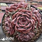 Echeveria Q Orange 5 Heads Clustering