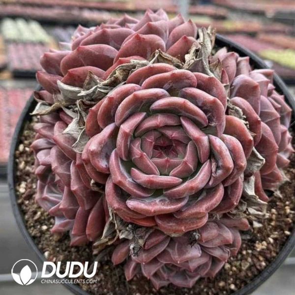 e201-617.jpg Echeveria Q Orange 5 Heads Clustering - Image 1