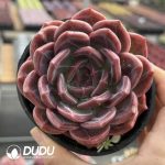 Echeveria Q Orange