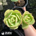 Echeveria Peach Pride Double Head