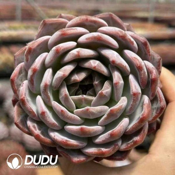 Screenshot Echeveria SM Orange - Image 1