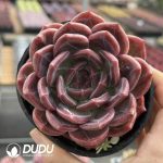 Echeveria Q Orange