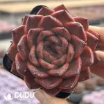 Echeveria Magpies Bridge