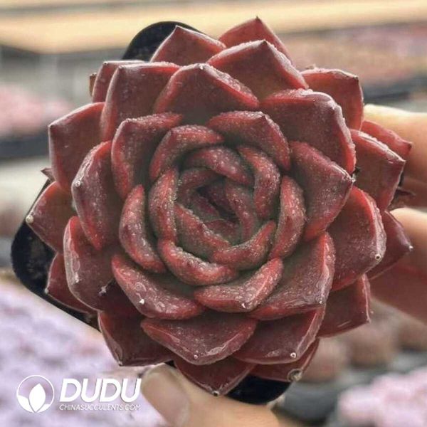 Screenshot Echeveria Magpies Bridge - Image 1