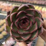 Echeveria Red Light