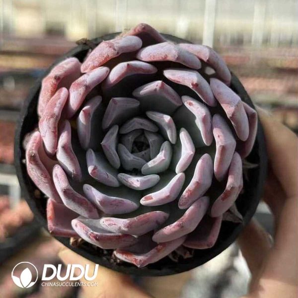 Echeveria Carmen - Image 1