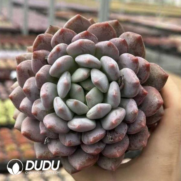 Screenshot Echeveria Diao Chan - Image 1