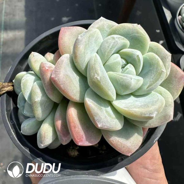 Echeveria  Ice Green Double Head - Image 1