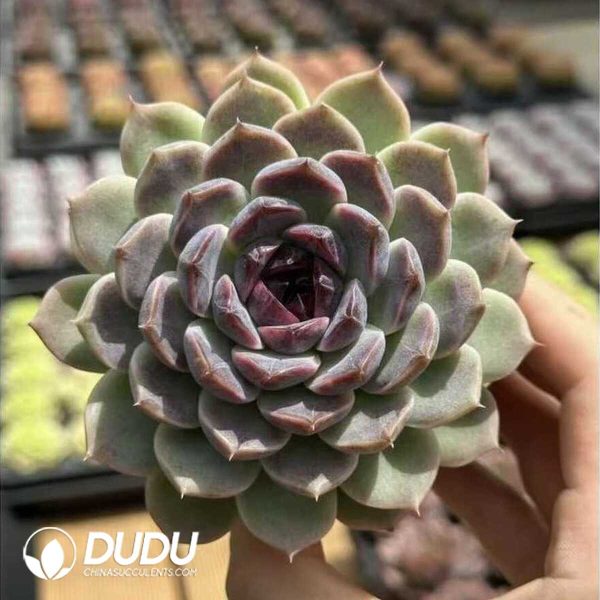 e201-631.jpg Echeveria Caocao - Image 1