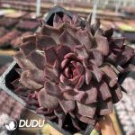 Echeveria Gorilla Monster