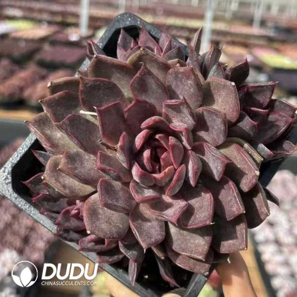 e201-633.jpg Echeveria Gorilla Monster - Image 1