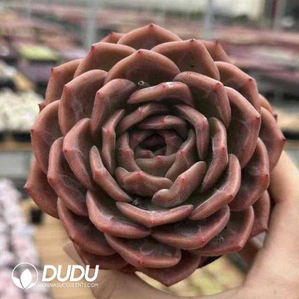 e201-634.jpg Echeveria Legendary - Image 1