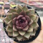 Echeveria Black Eagle