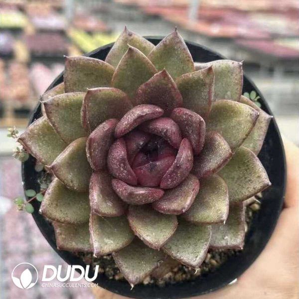 e201-635.jpg Echeveria Black Eagle - Image 1