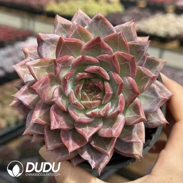 e201-636.jpg Echeveria Beauty in a Troubled Room - Image 1