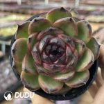 Echeveria Bull Demon King