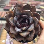 Echeveria Star Prince