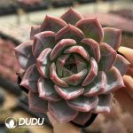 Echeveria Imperial Sword