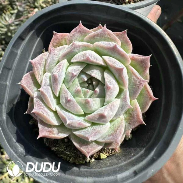 Echeveria  Poseidon - Image 1