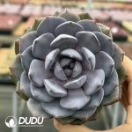 Echeveria Prince William