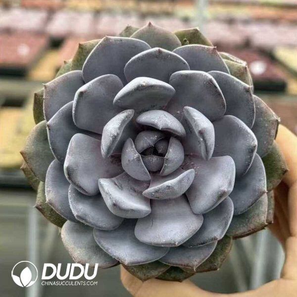 Echeveria Prince William - Image 1