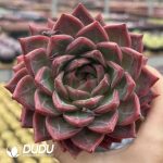 Echeveria King Yue Cooer