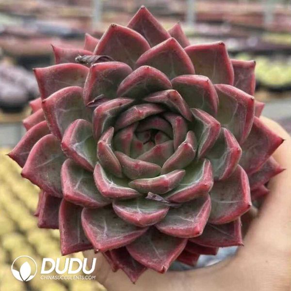 Echeveria King Yue Cooer - Image 1