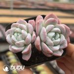 Echeveria Baibing Double Head