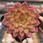 Echeveria Wanwusheng