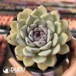 Echeveria Mist Walker