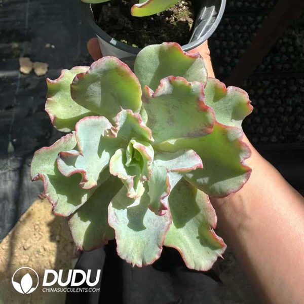 Echeveria Bohemia - Image 1