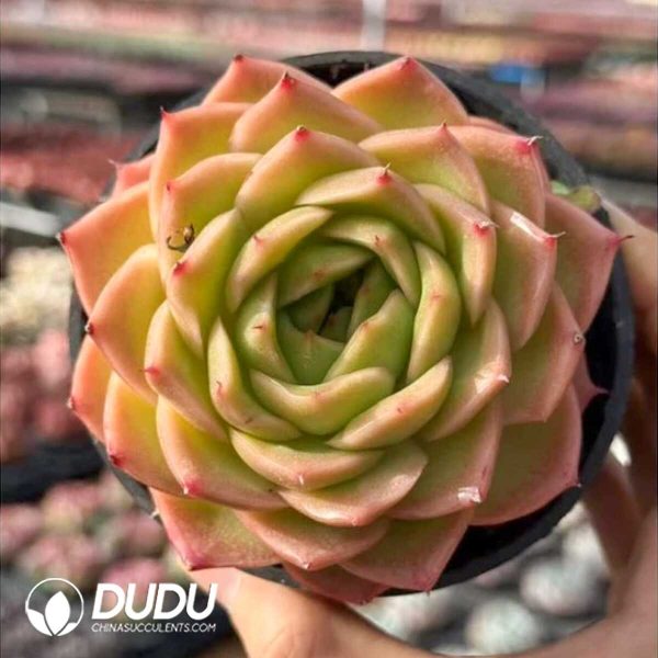 Echeveria Cancer - Image 1