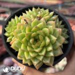 Echeveria Ice Drill Jenny