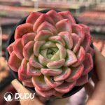 Echeveria Fairy Luoxia