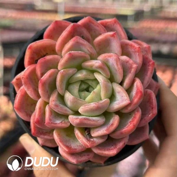 Echeveria Fairy Luoxia - Image 1