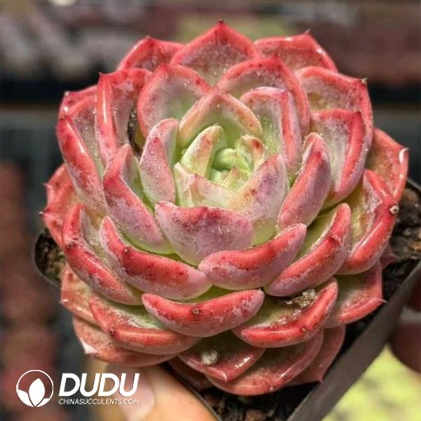 Echeveria Yanran - Image 1