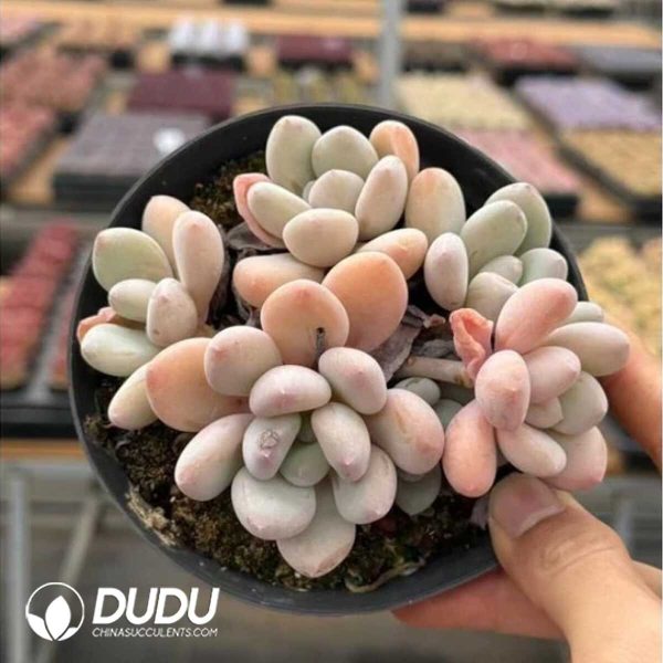 e201-656.jpg Pachyphytum Orange Candy Clustering - Image 1