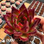 Echeveria Jelly Orchid