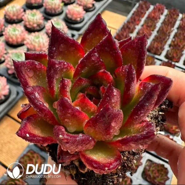 Echeveria Jelly Orchid - Image 1